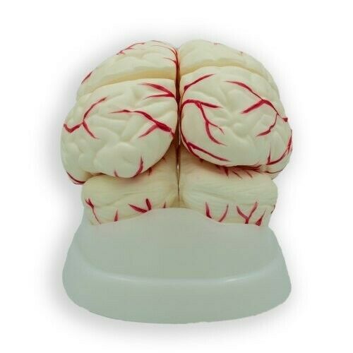 3D Human Brain Model (Made In India)