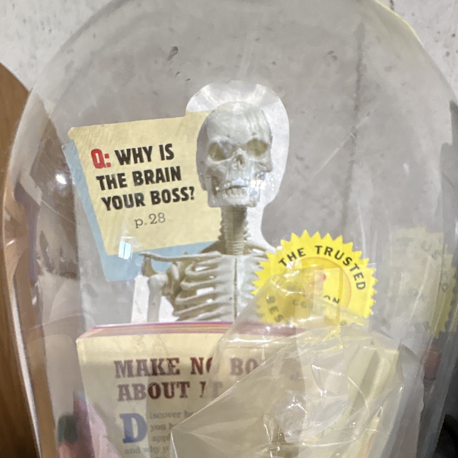 Human Skeleton Model Anatomical Figure w/ Clear Dome Display Case, Education