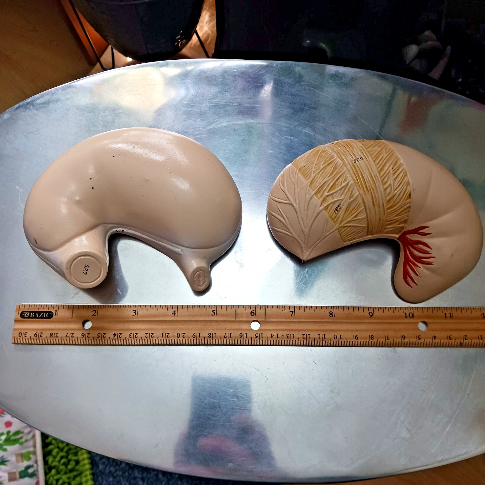 Vintage Human Stomach Anatomy Digestive System Model Medical Science