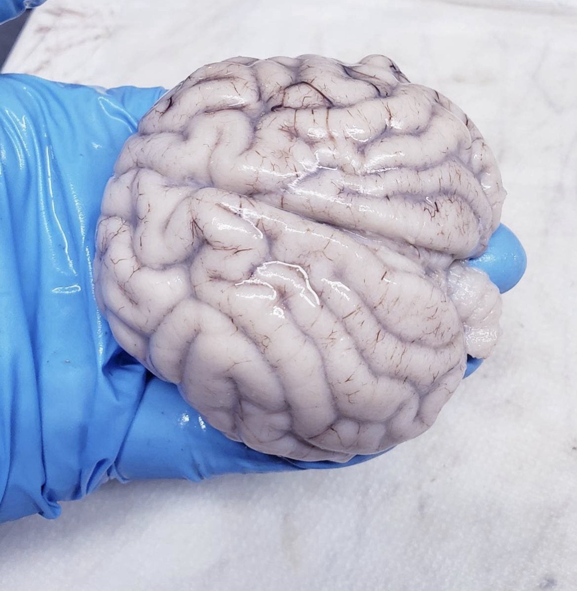 Preserved MAMMAL Brain Specimen! The bottom half has been cut as shown