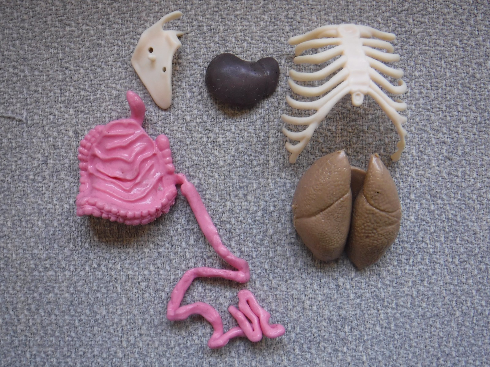 Human Body Anatomy Model 13″ Invisible Man Skeleton heart brain muscles lungs