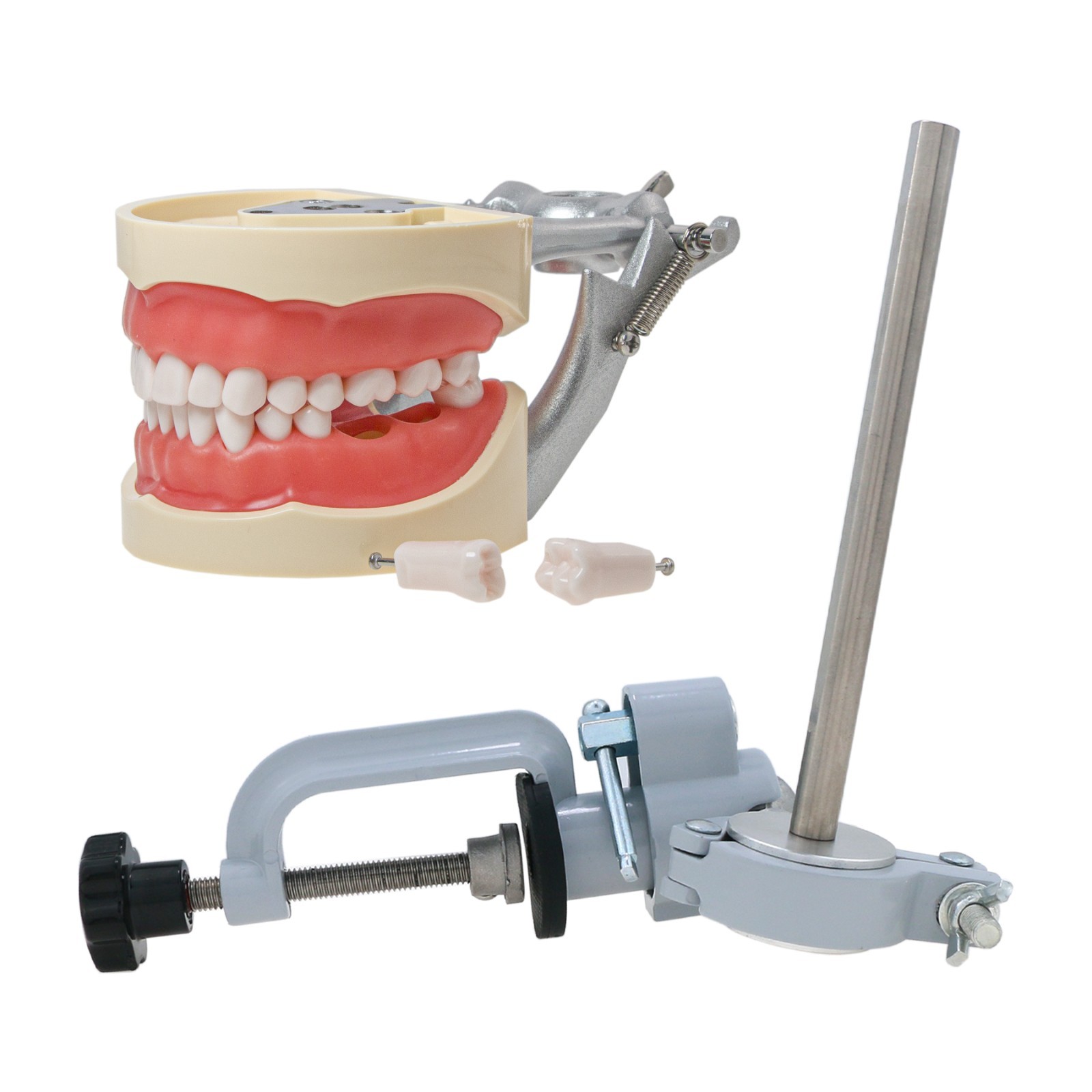 US Kilgore Nissin 200 Type Dental 32pcs Teeth Removeable Model & Mounting Pole