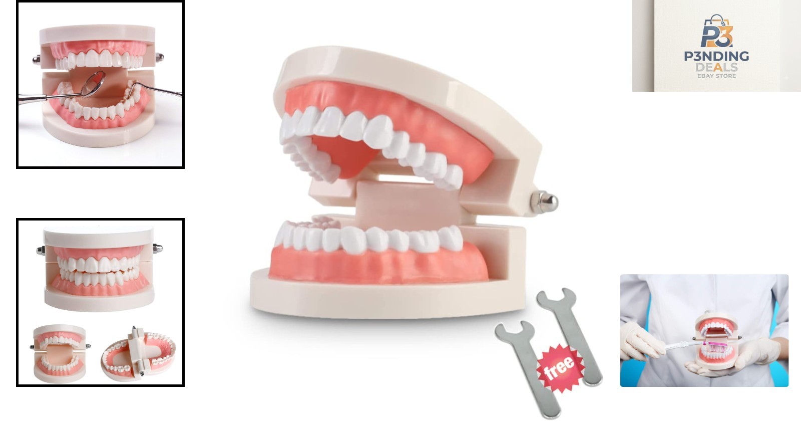 Kids Educational Teeth Model with Standard Dentures – 2 Fixed Wrenches Included