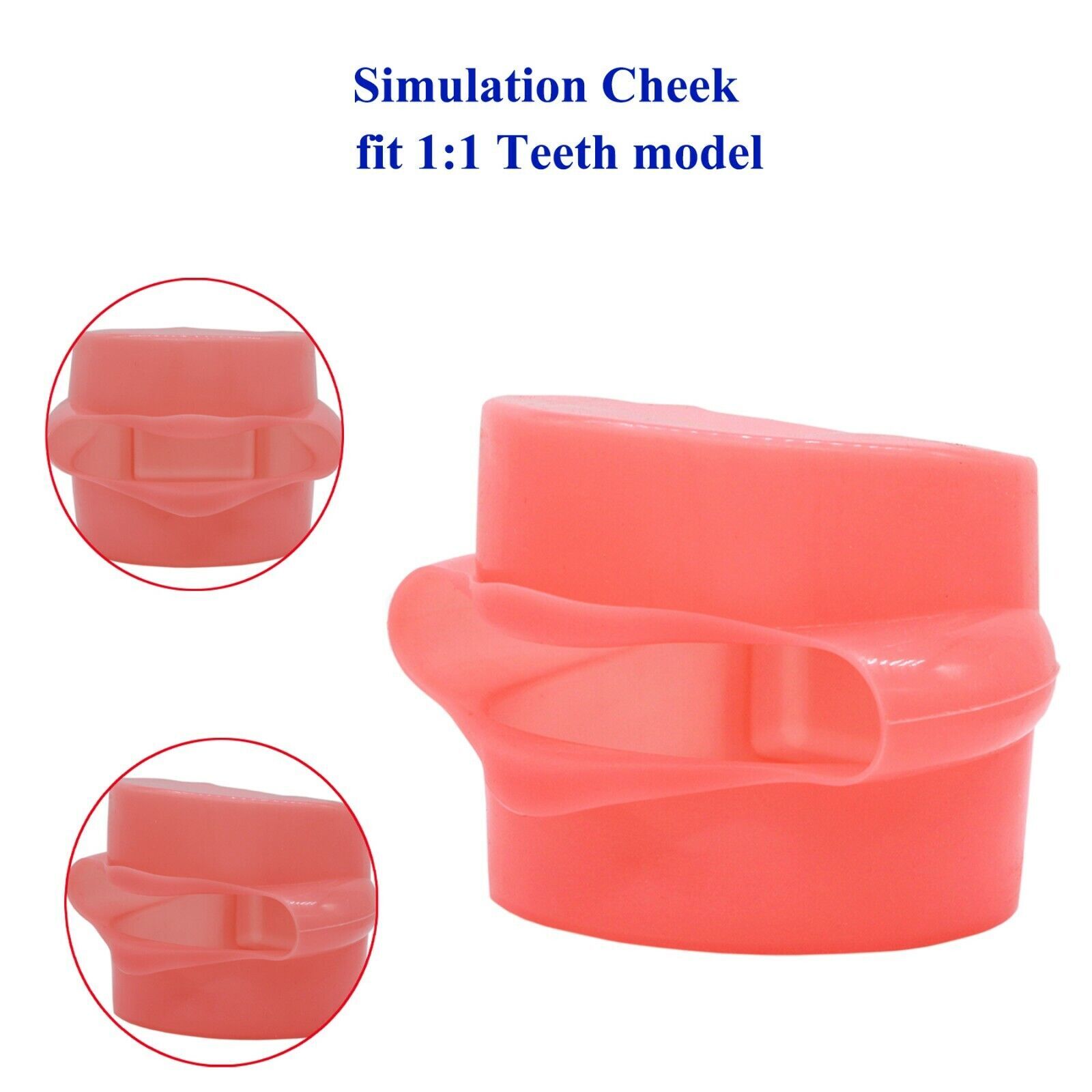 Dental Typodont 28/32Pcs Model Removable Teeth fit Kilgore NISSIN 200/500 Type
