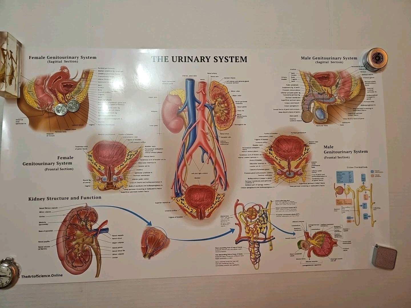 The Urinary System – 2 Sided MEDICAL Poster 29.5″ x 17.5″ In. Art Of Science Vtg