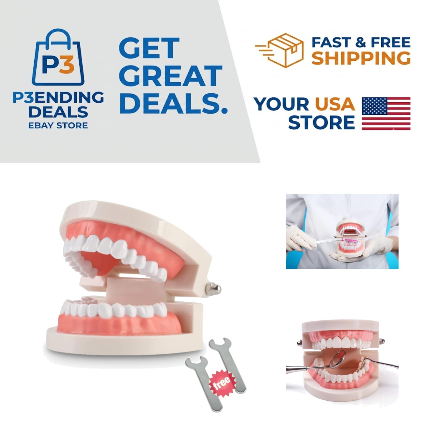 Kids Educational Teeth Model with Standard Dentures – 2 Fixed Wrenches Included
