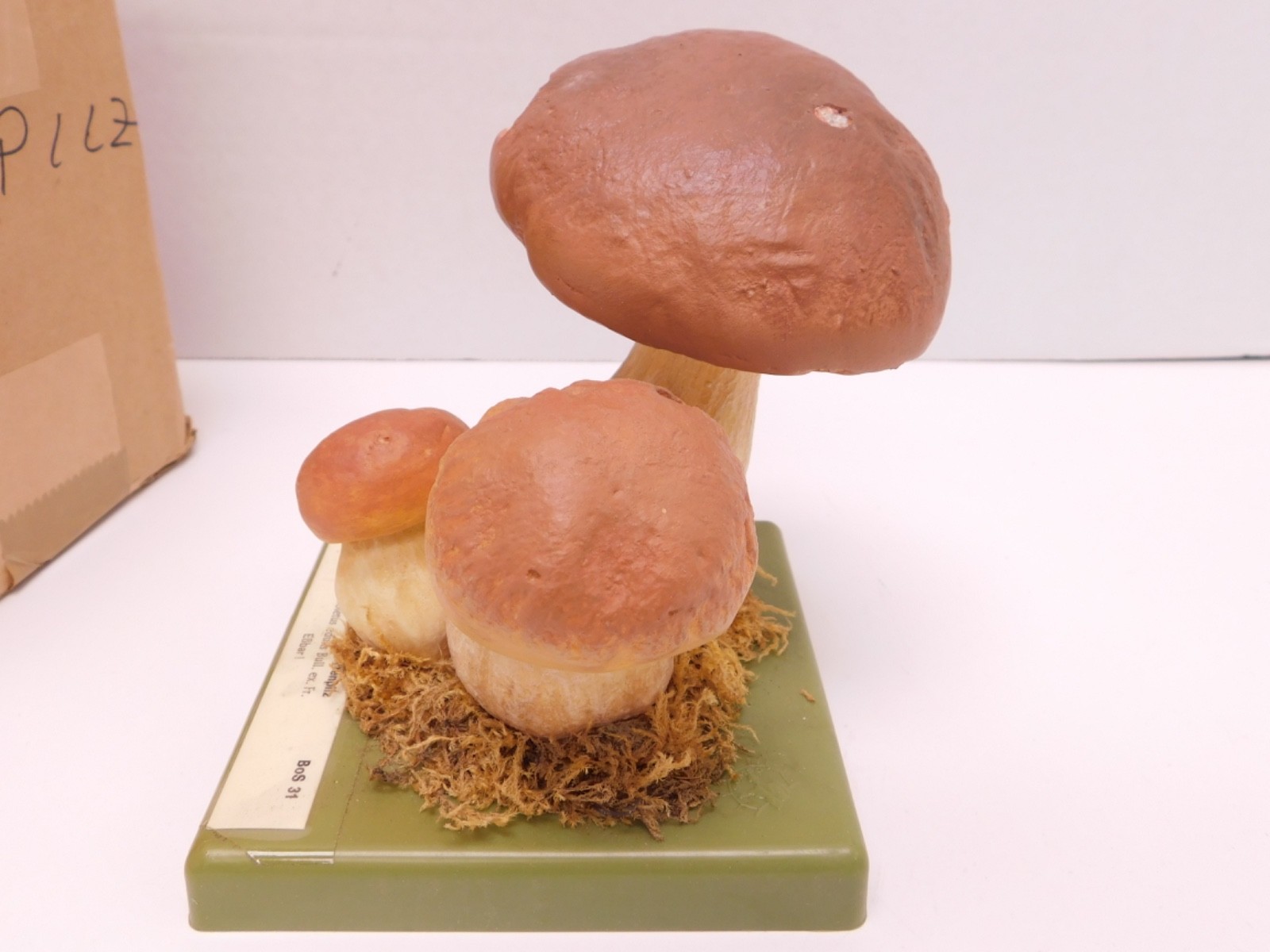 VTG SOMSO Steinpilz Mushroom Educational Model Germany Herrenpilz Stone w Box
