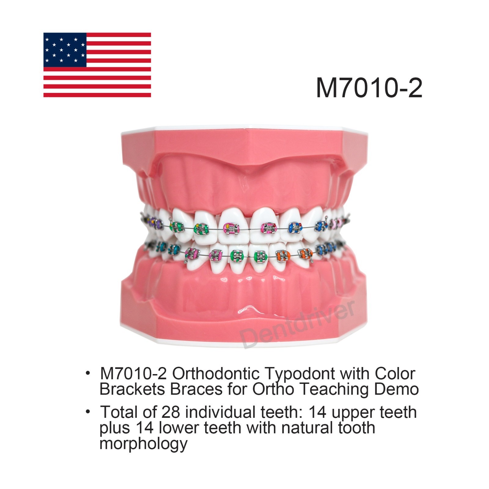 US Orthodontic Typodont 1:1 Teeth Model M7010-2 Fixed Brackets Braces Teaching