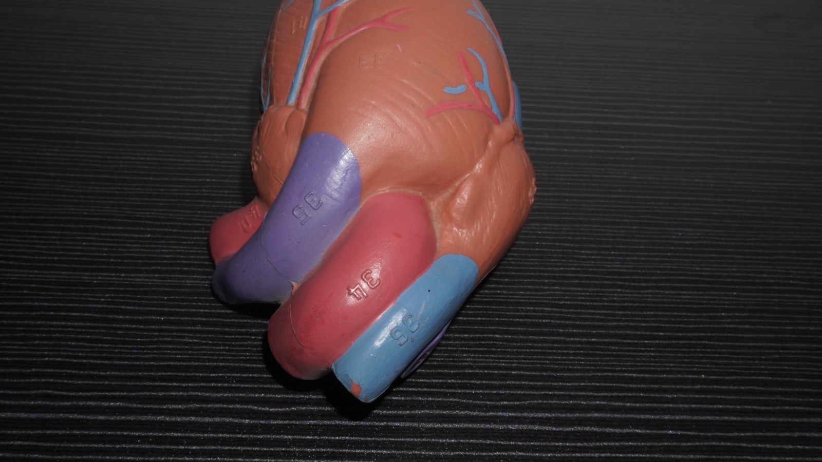 Anatomical Human Heart Model Numbered Labeled Parts – Medical Science Teaching
