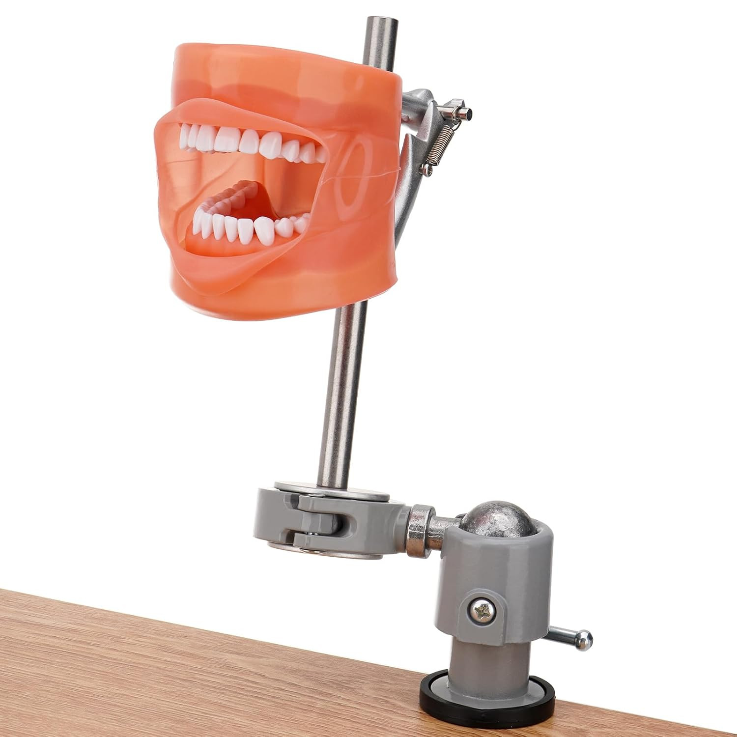 Dental Typodont Teeth Model 32 Removable Teeth 360 Rotating Training Mount Set
