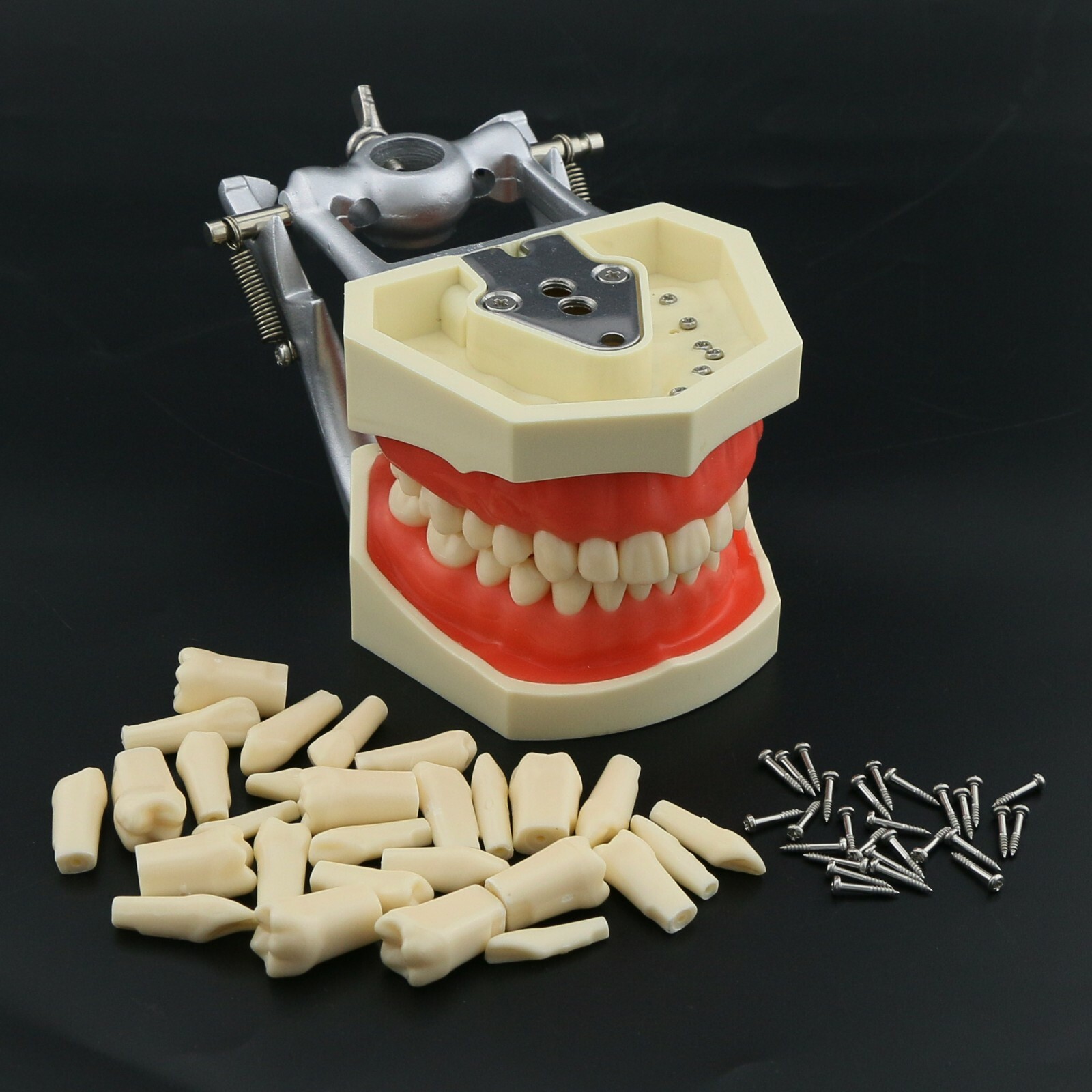 Dental Kilgore NISSIN Type 28/32 Pcs Teeth Typodont Model With Removable Teeth