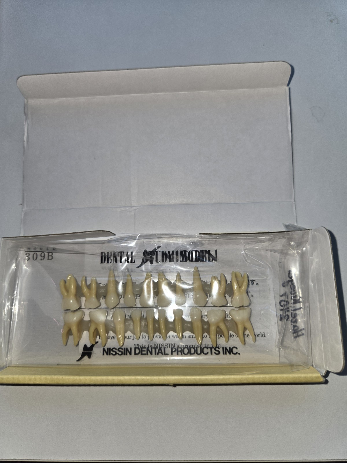 NISSIN Dental Model Juvenile Teeth Model Number B4-309B(20S)