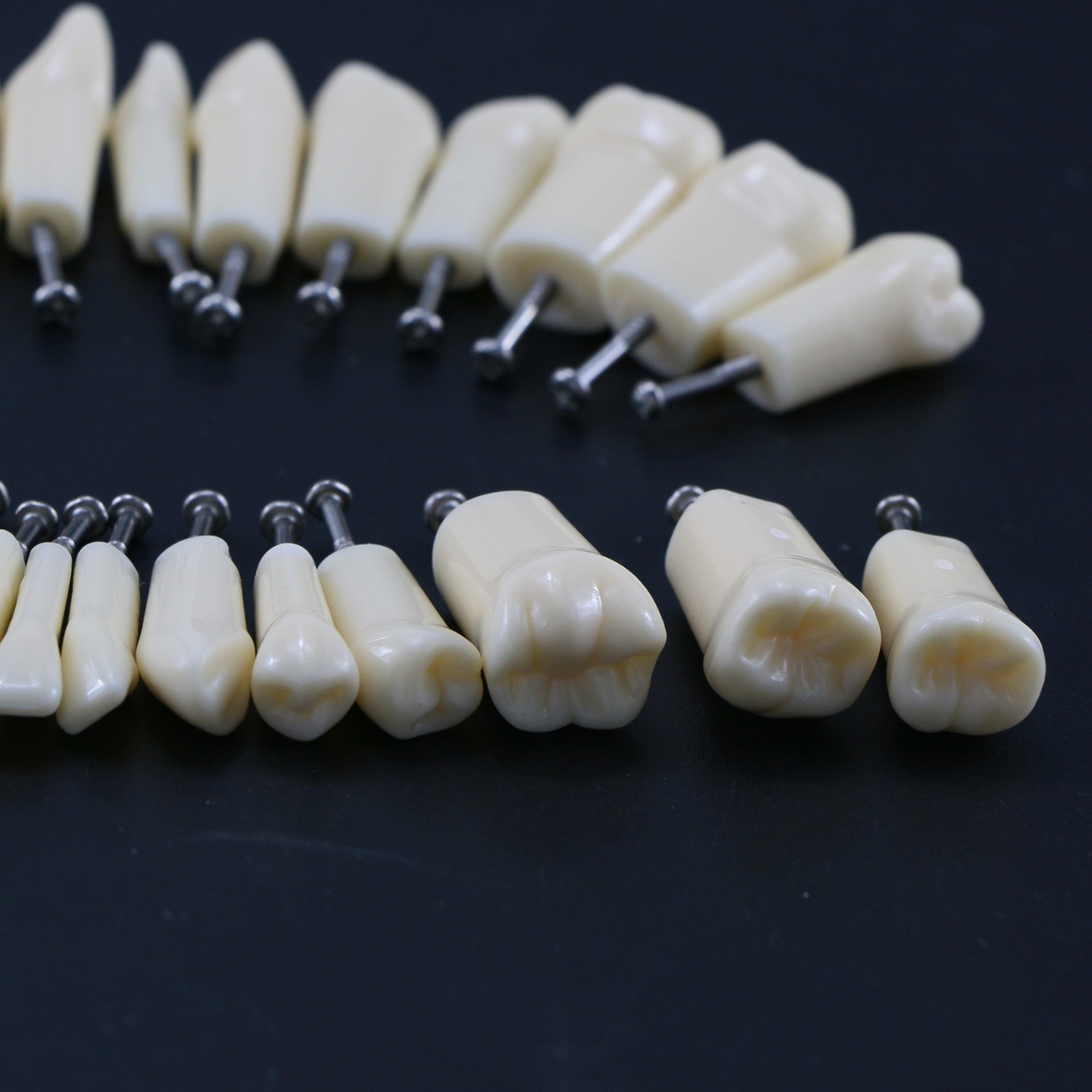 US Kilgore Nissin 200 Type Dental 32pcs Teeth Removeable Model & Mounting Pole
