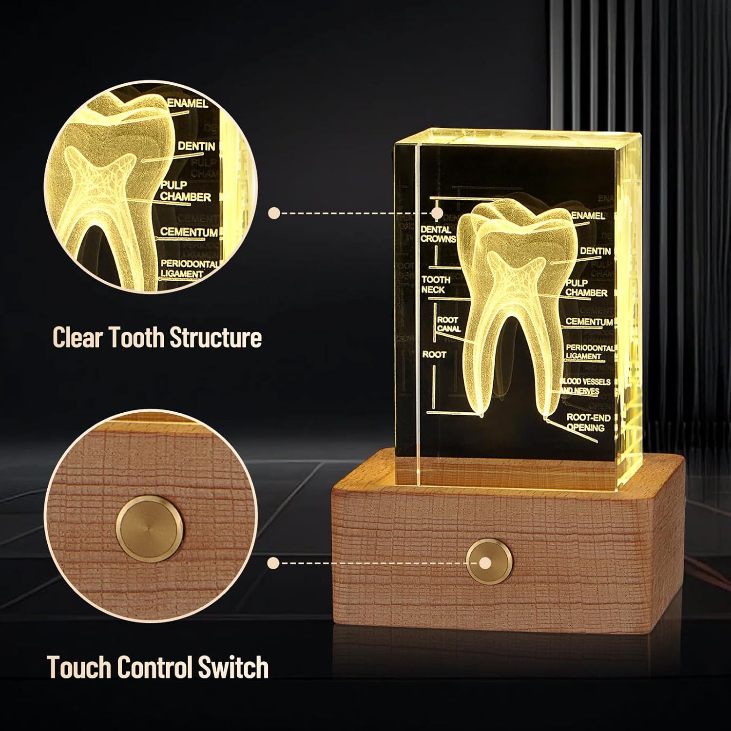 3D Crystal Human Tooth Model, Black Gift Packaging, Wood Base with Yellow Light