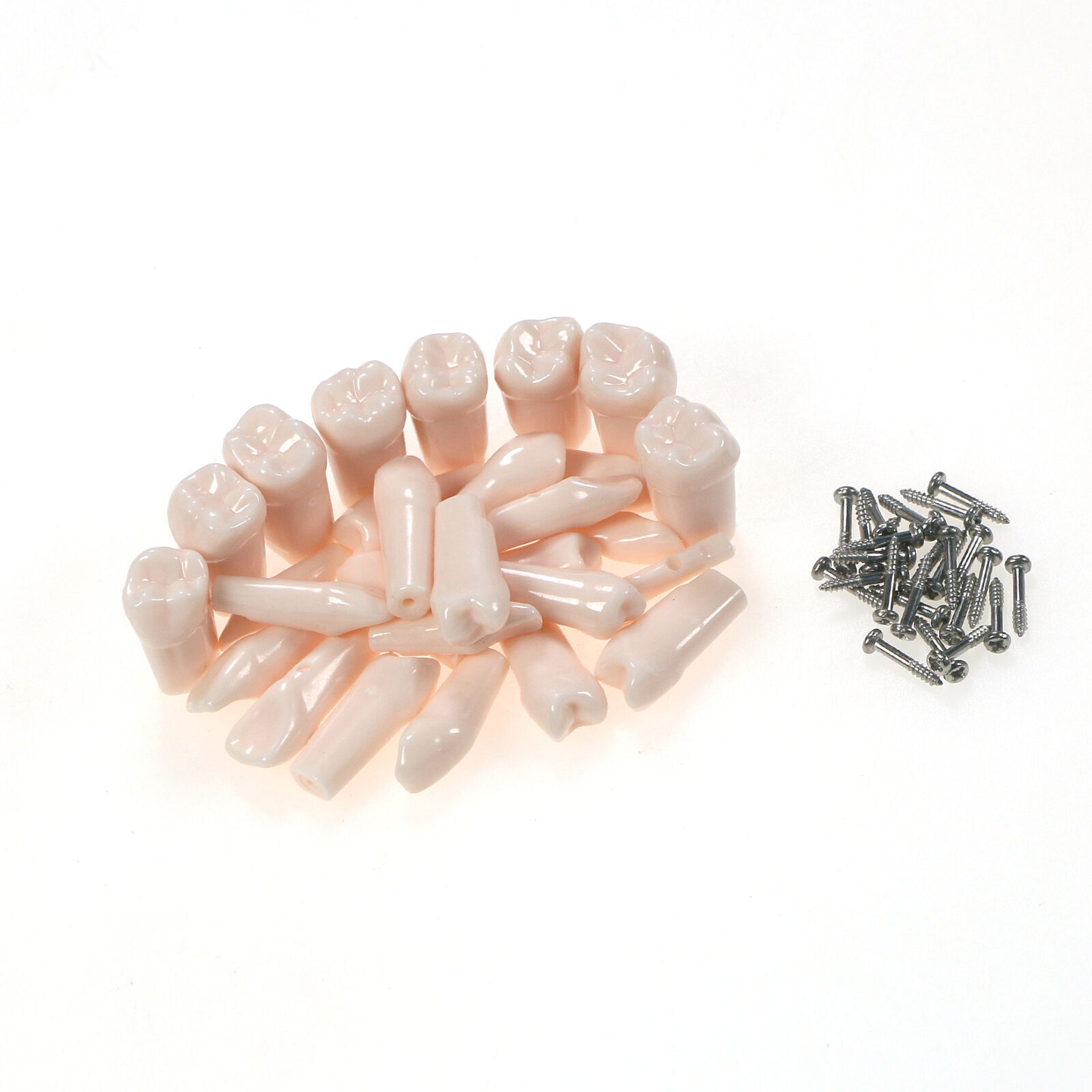 Dental Endo Root Canal Practise Typodont Kilgore Nissin Type 28Pcs Teeth Model