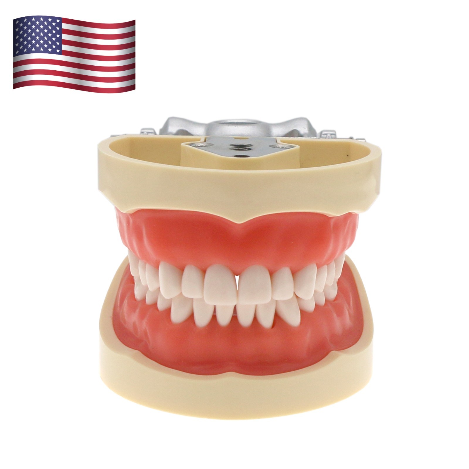 US Dental Typodont Teeth Models fit Kilgore NISSIN 200/500 Type & Columbia 860
