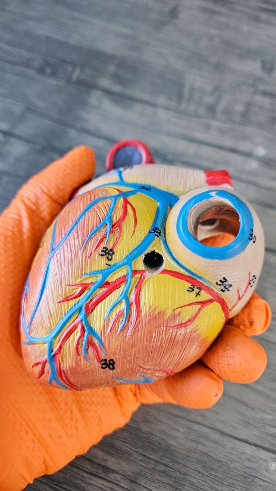 Human Heart Model, Anatomically Accurate Numbered (MISSING STAND) R52