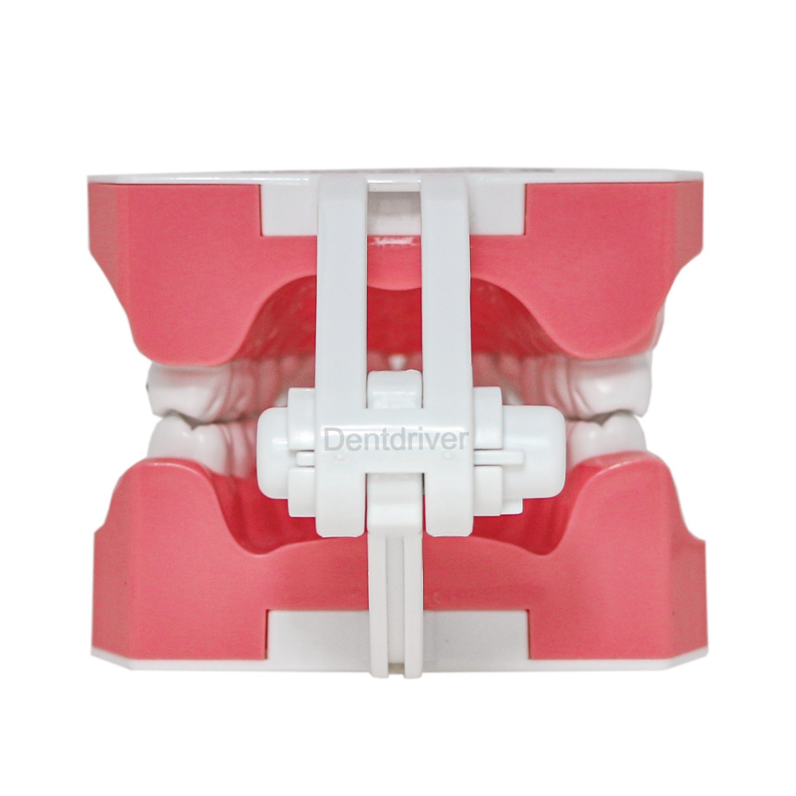 US Orthodontic Typodont 1:1 Teeth Model M7010-2 Fixed Brackets Braces Teaching