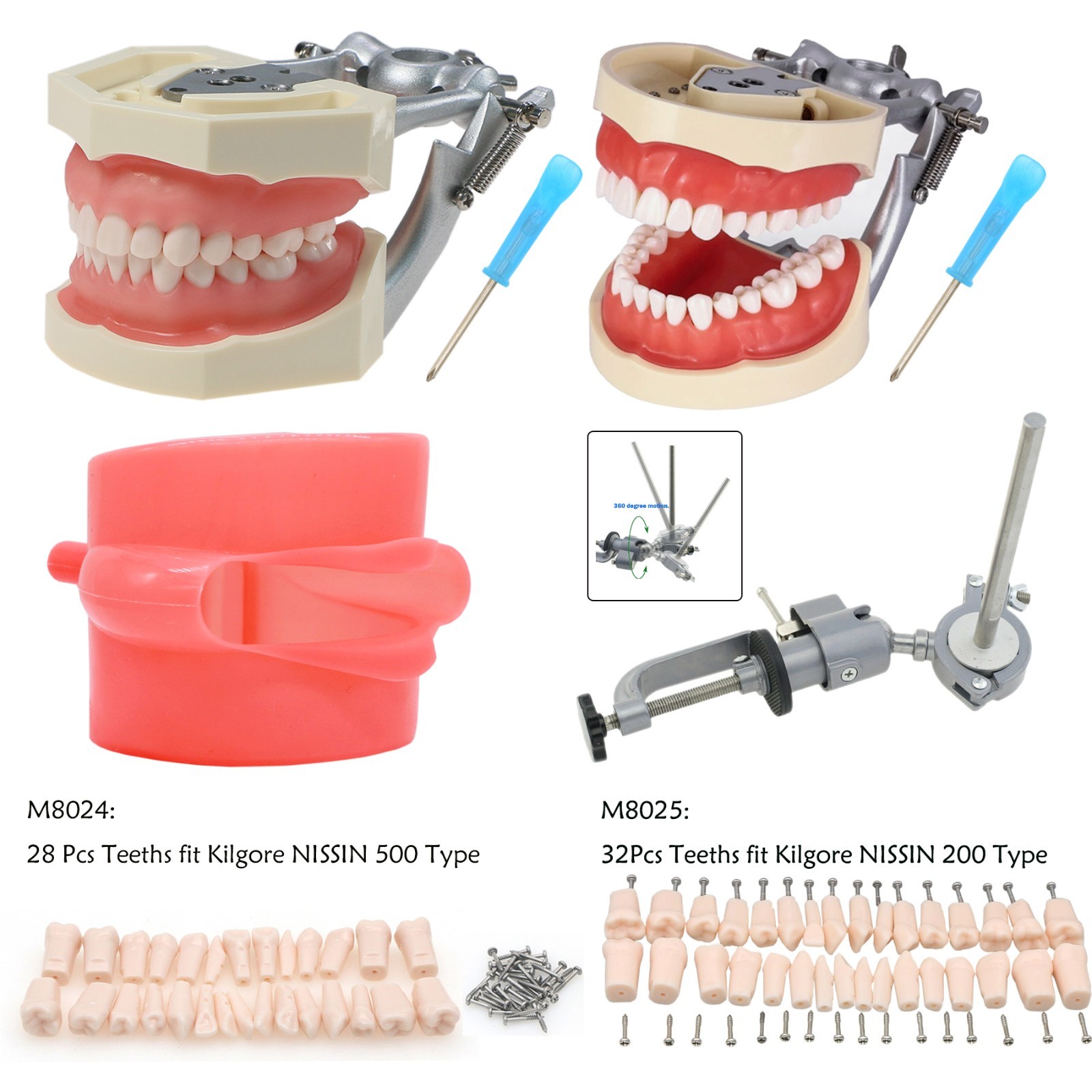 Kilgore Nissin 200/500 Dental Typodont Model With Removable Teeth Mounting Pole