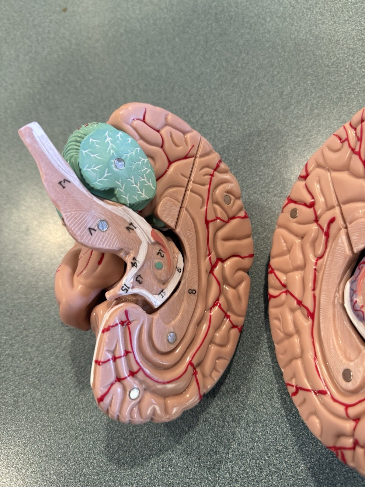 Human Brain Model Anatomical Anatomy Medical Teaching Education Study Science