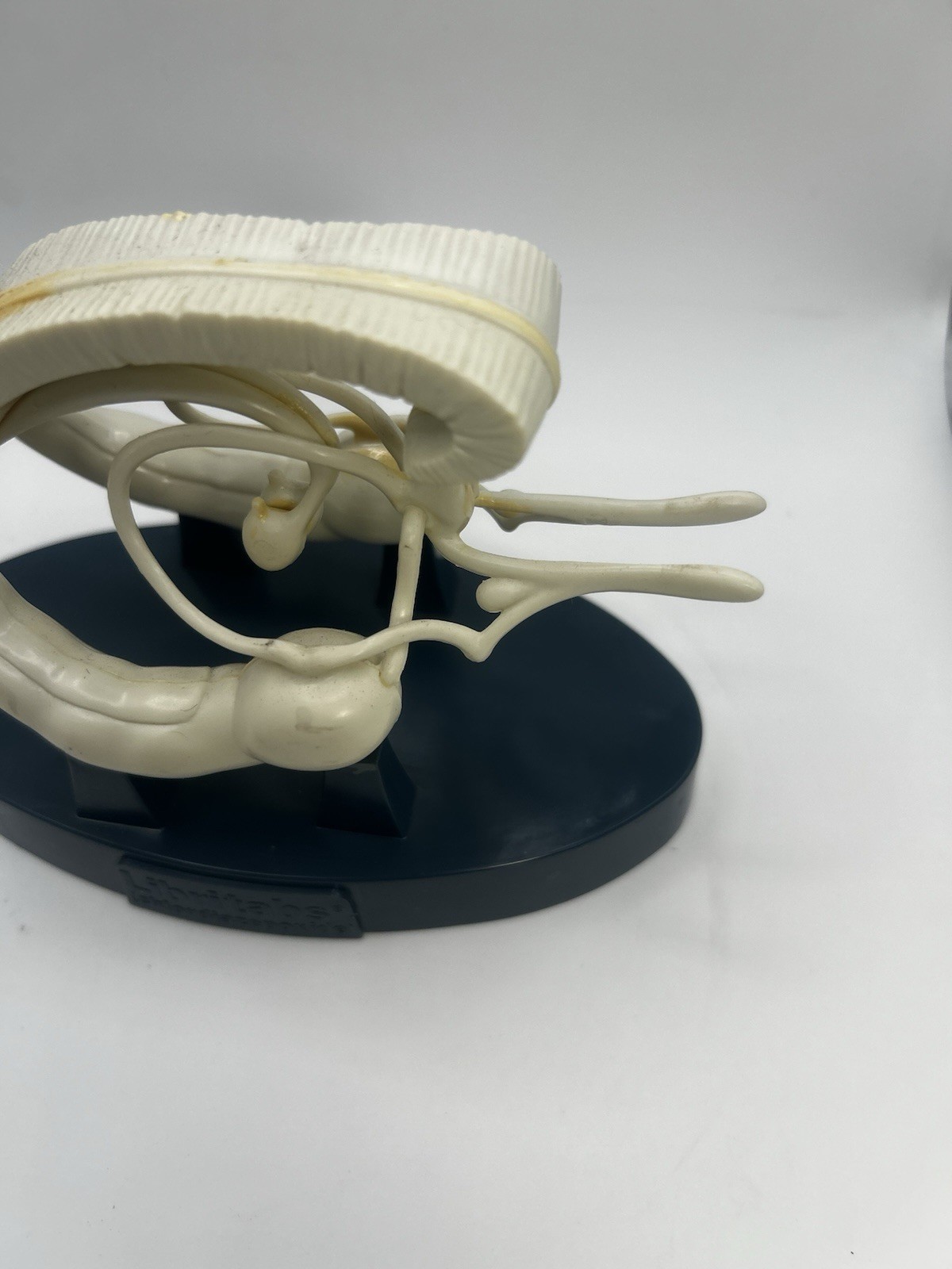 Vintage Roche Librium Brain Anatomical Model Medical Advertising Display Rare 3D