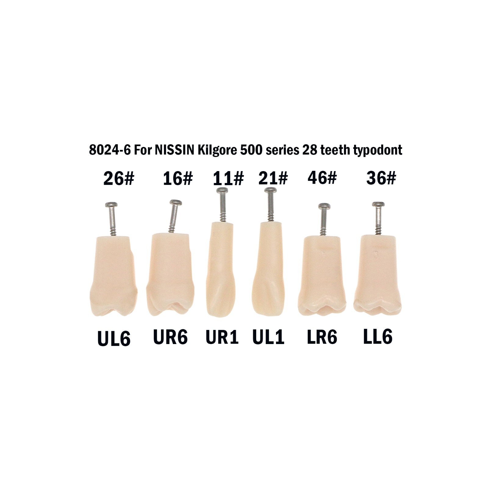 Dental Teeth Typodont Model Replacement Screw-in fit Kilgore NISSIN 200/500 Type