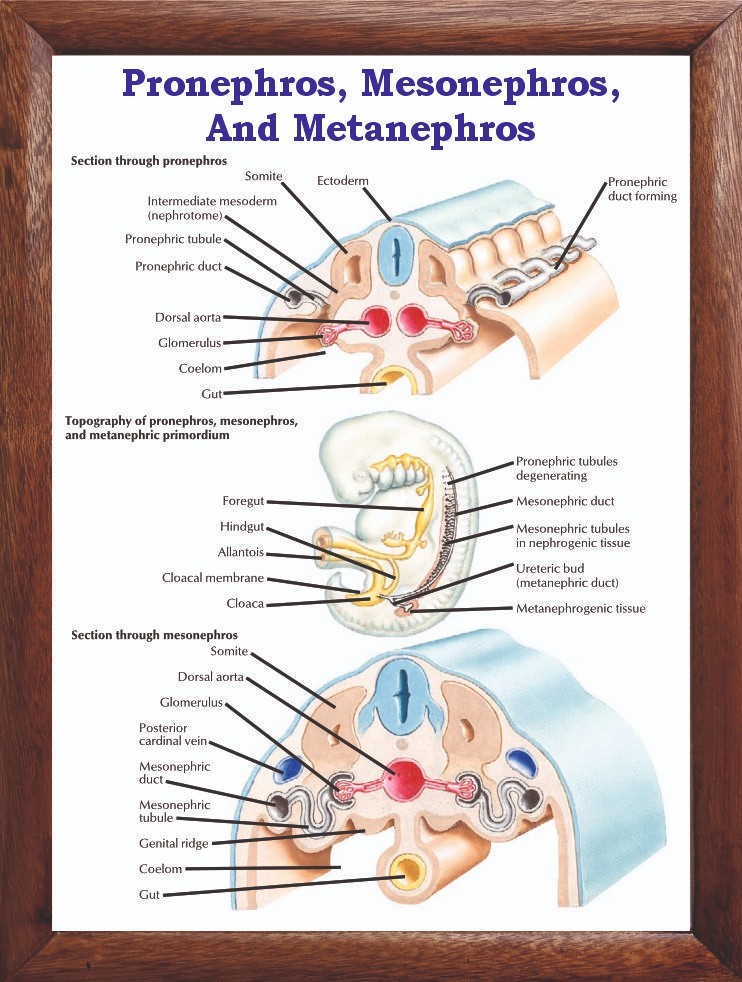 Pronephros, Mesonephros, And Metanephros Chart 12×18 inches