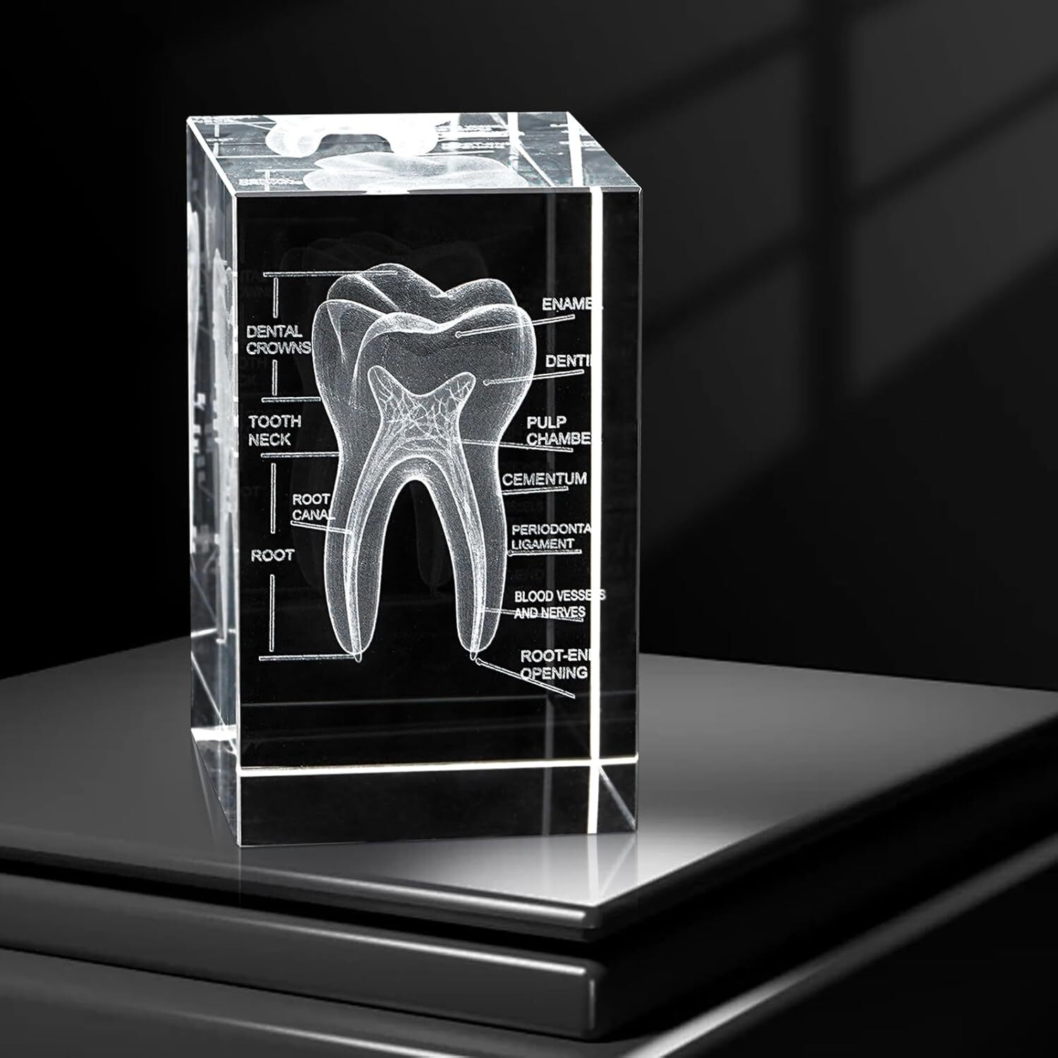 3D Crystal Human Tooth Model, Black Gift Packaging, Wood Base with Yellow Light