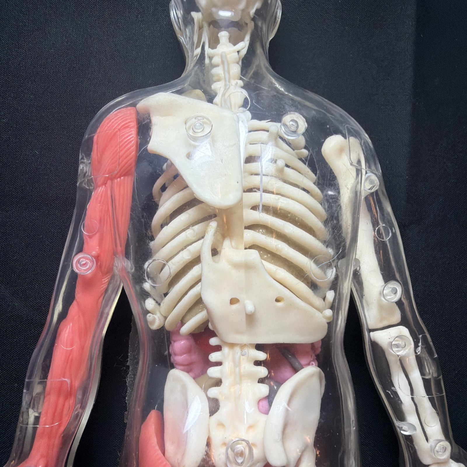 Vintage Human Body Model Anatomy Heart Brain Skeleton Muscles Lungs Student 13″