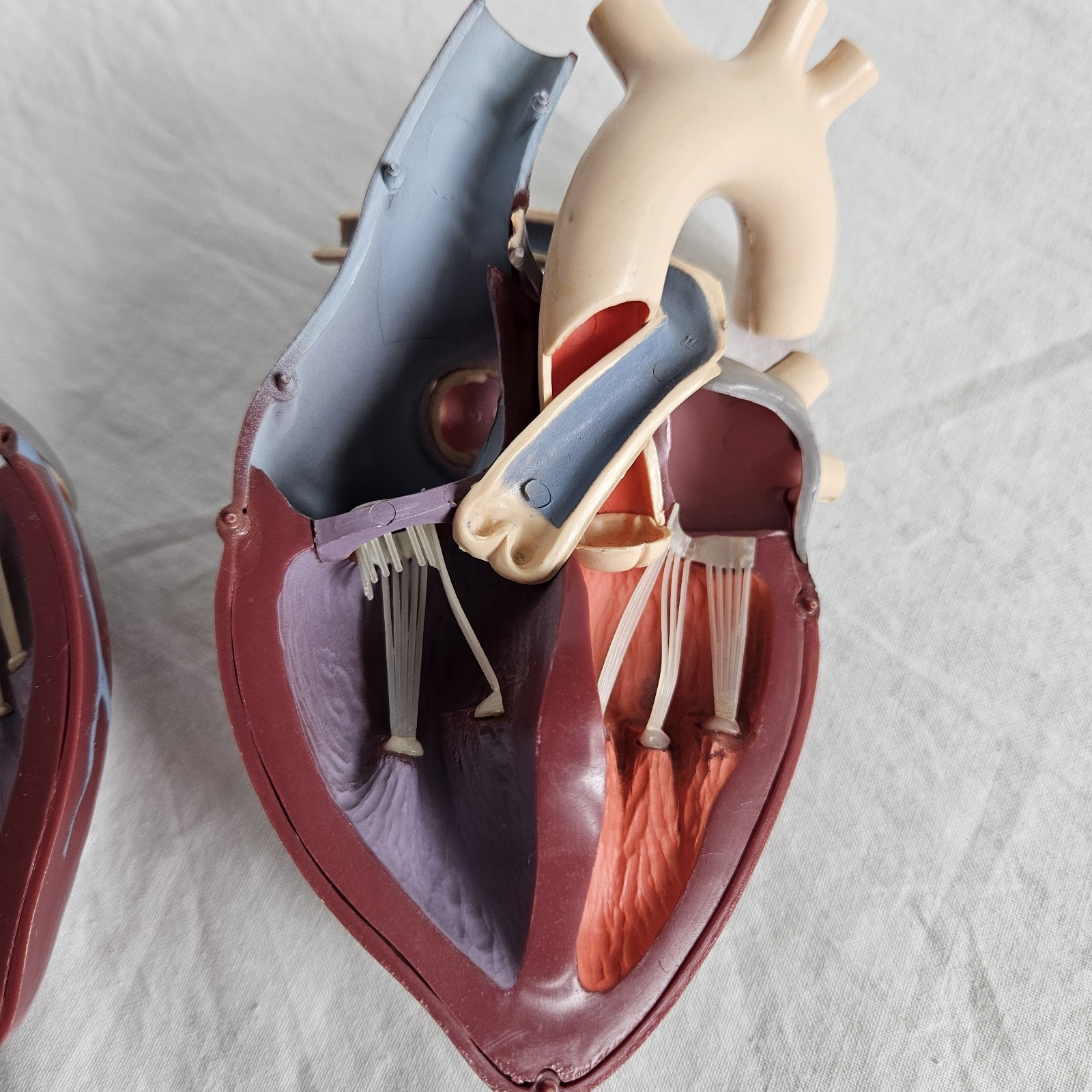 Vintage Medical Anatomical Heart Merck 1959