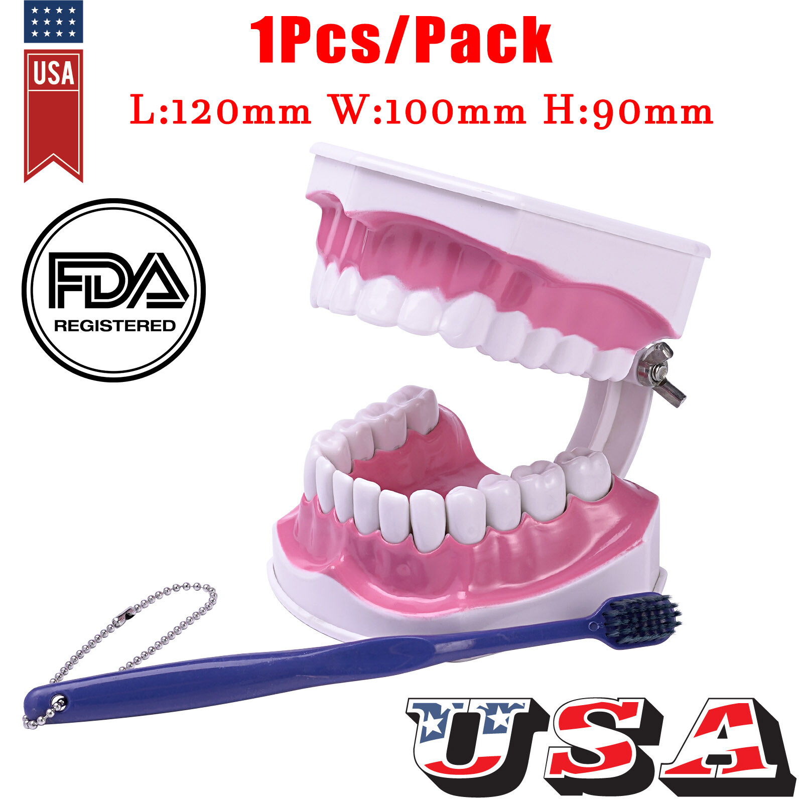 2 Times Enlarge Dental Teeth Model Includes Toothbrush Dental Education Supplies