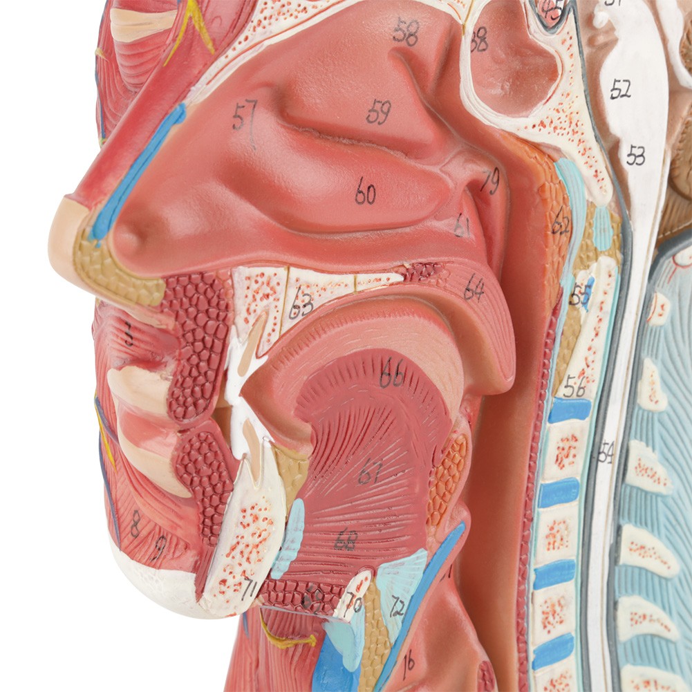 Anatomical Human Head Brain Neck Section Model Life-Size Study Aid For
