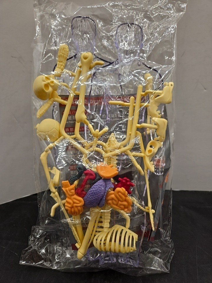 Human Body Model With Removable Organs Bones