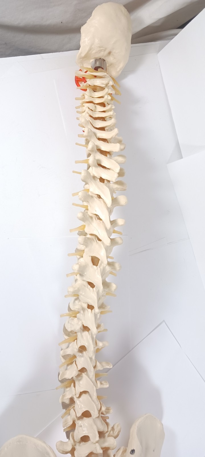 Life-Size Human Spine Model w/ Pelvis & Nerves – Anatomy Medical Study