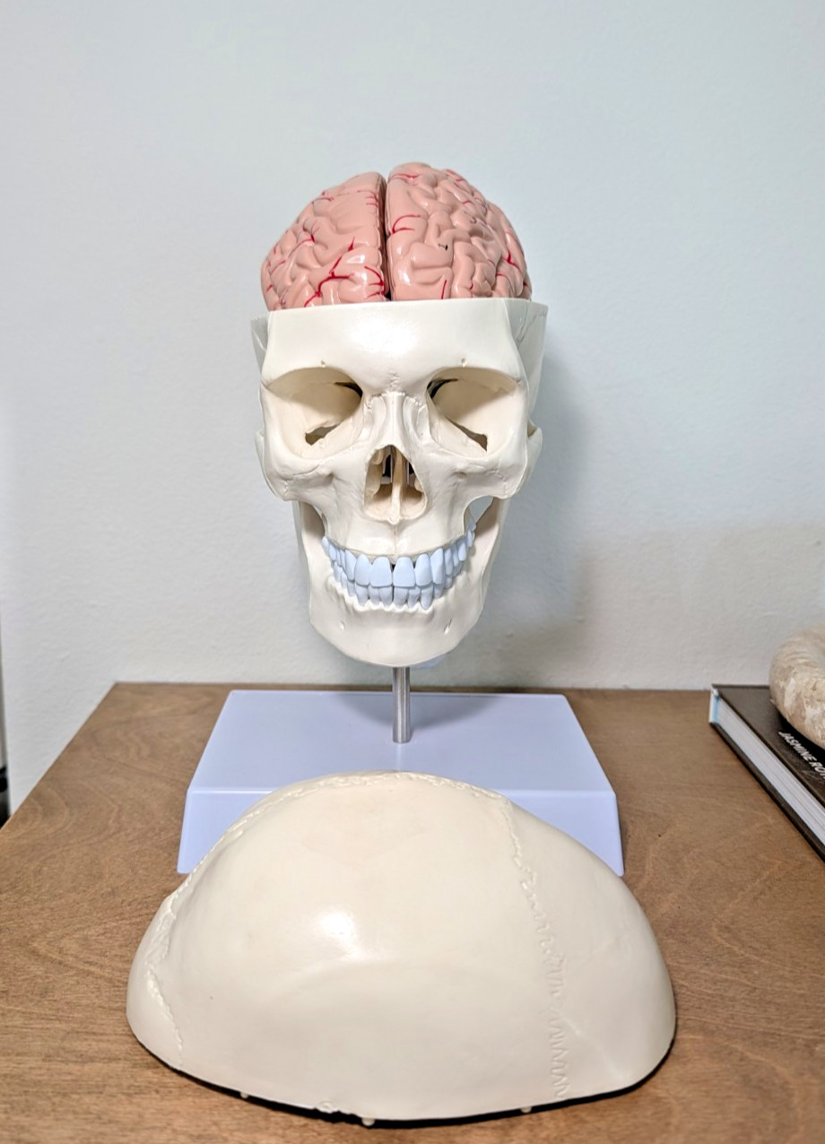 Human Skull with Brain and Cervical Vertebra Anatomical Model Life-Size Anatomy