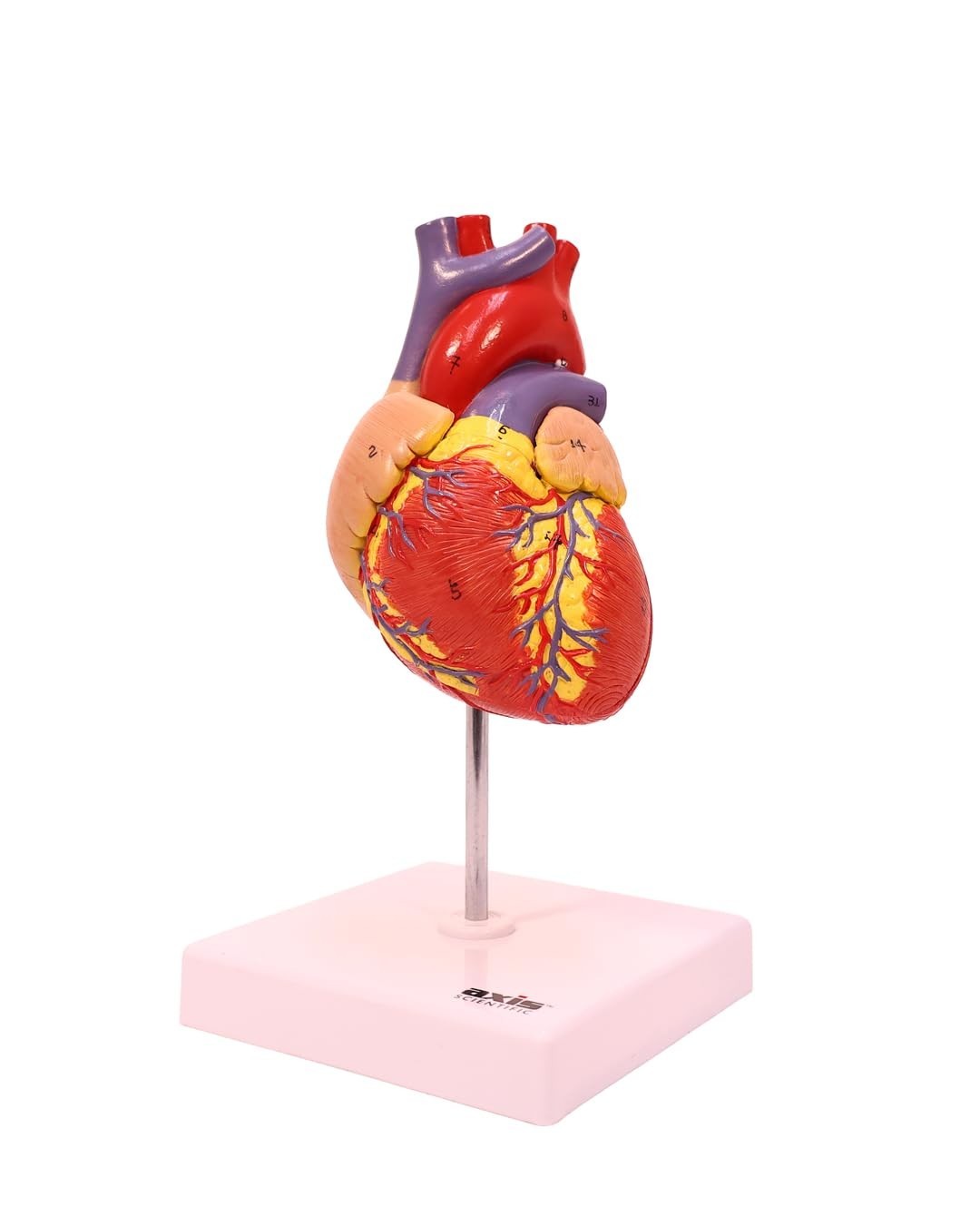 Professional Medical Heart Model with Study Guide
