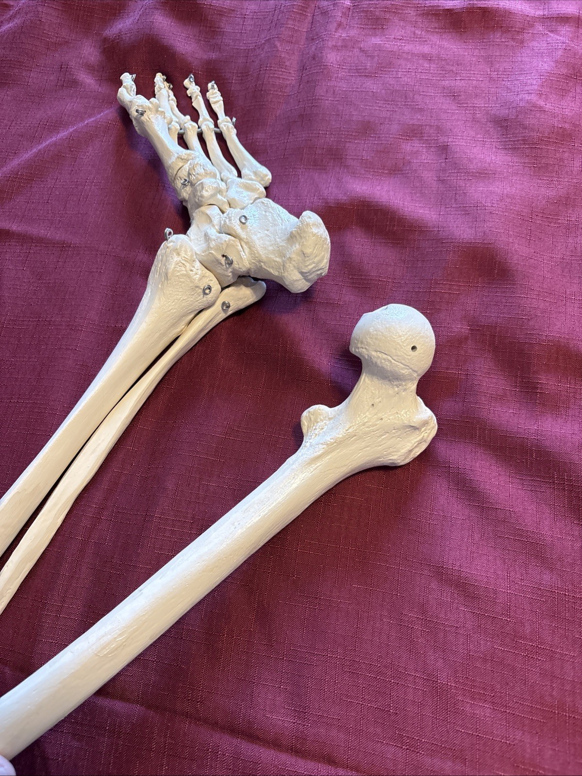 Human Leg And Foot Skeleton, Resin Model Bones