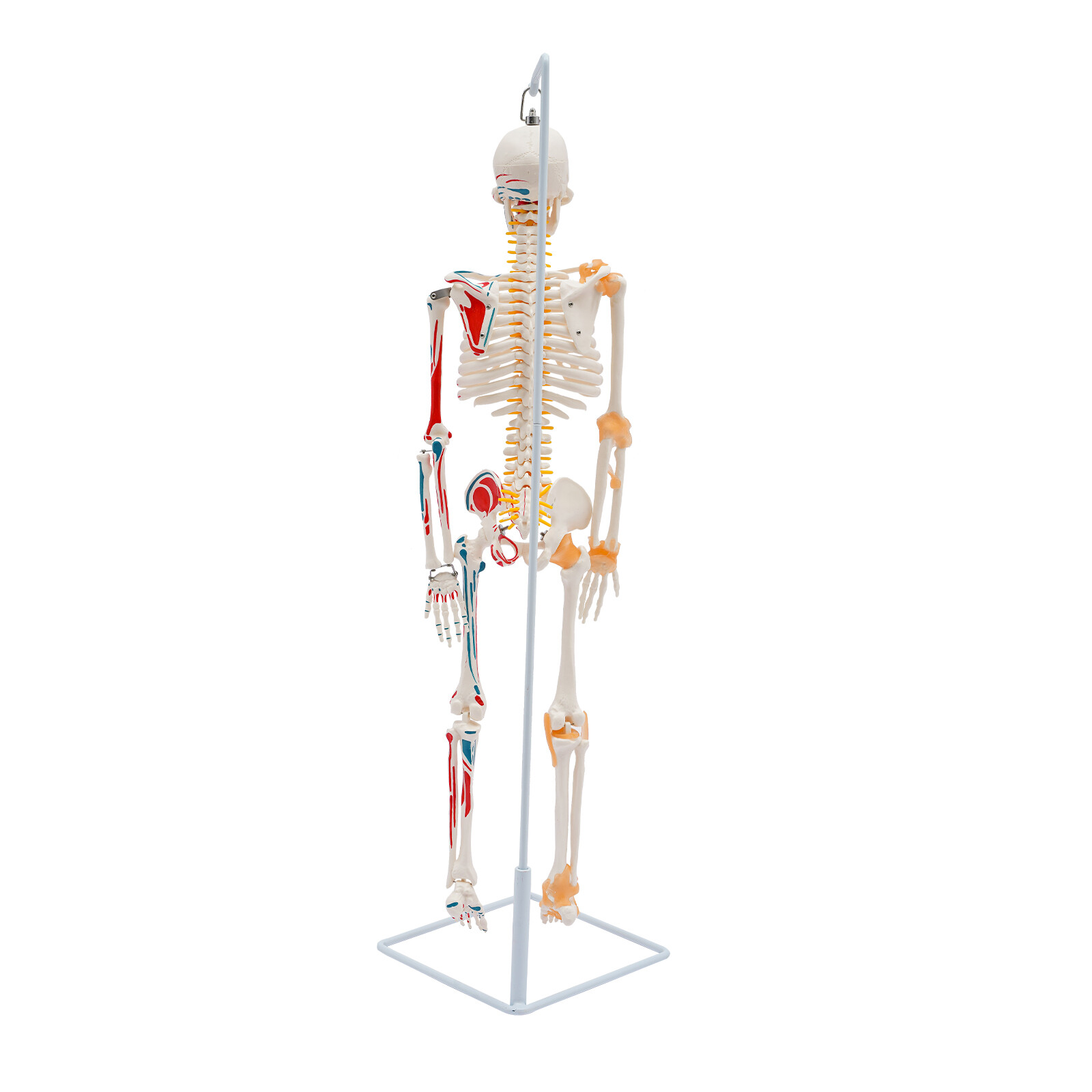 34″ Hanging Style Human Skeleton Model For Doctors’ Office or Anatomy Classroom