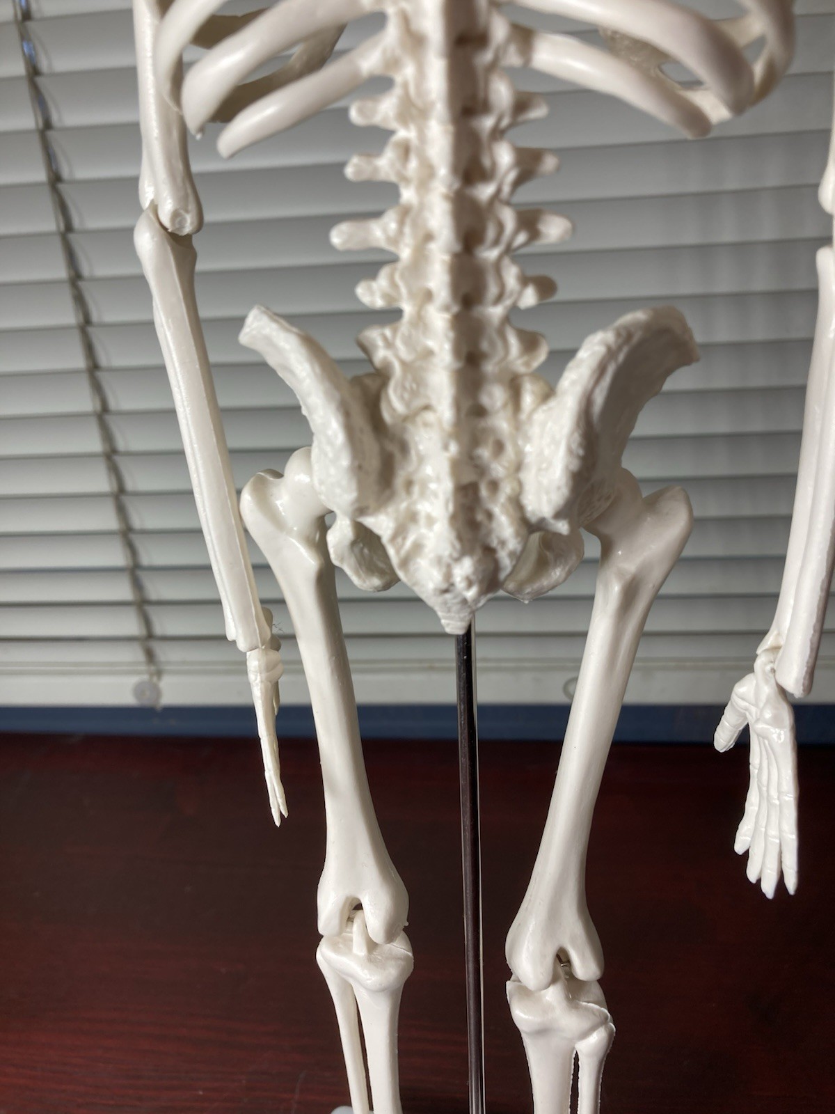 Human Anatomy Model Skeleton Medical Educational Learning Aid with Stand
