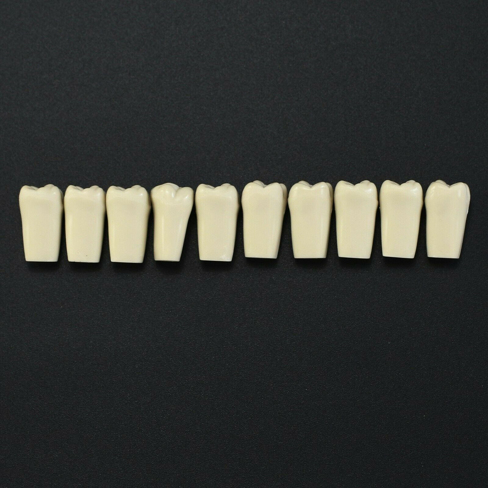 10Pcs/lot Dental Typodont Teeth Replacement Individual Teeth Fit Columbia 860