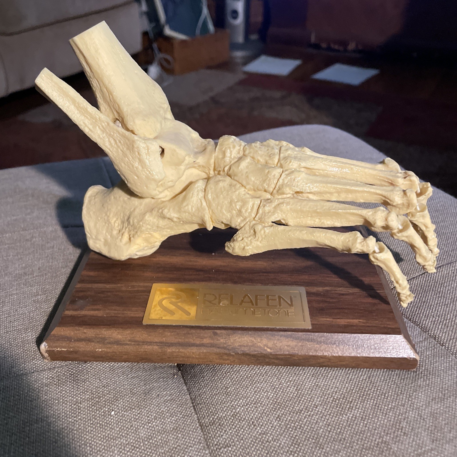 Foot BONES medical anatomical model dissection human anatomy Relafen nabumetone