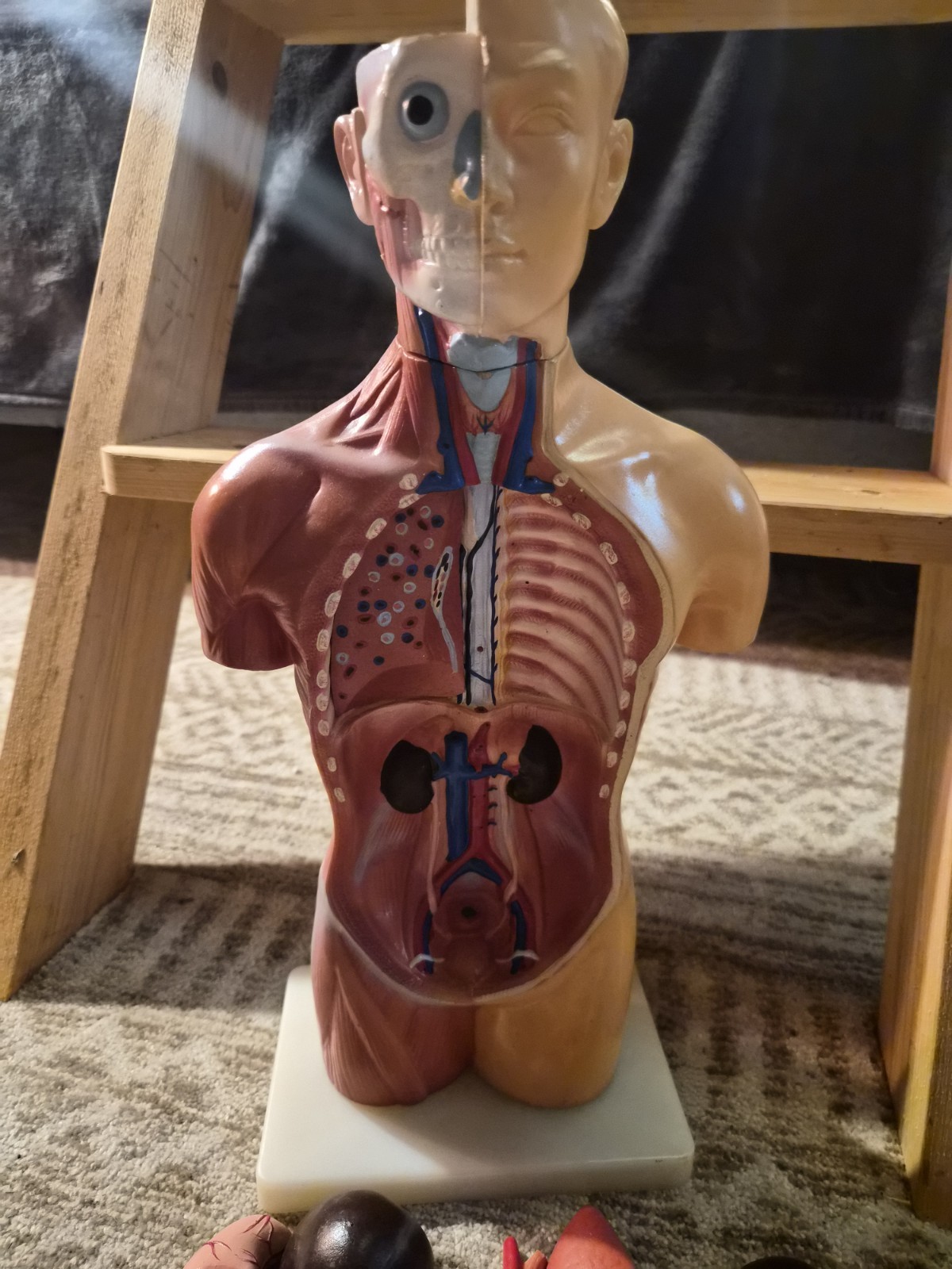 Human Anatomical Models Torso With Some Accesories