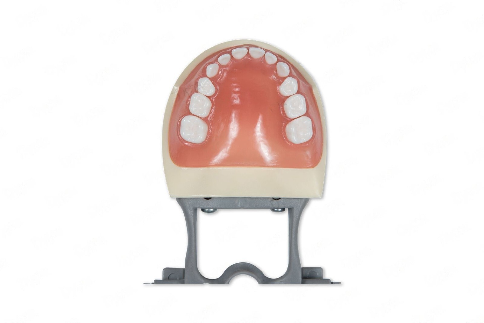 Dental Typodont Model 200P Compatible w/ Nissin Teeth