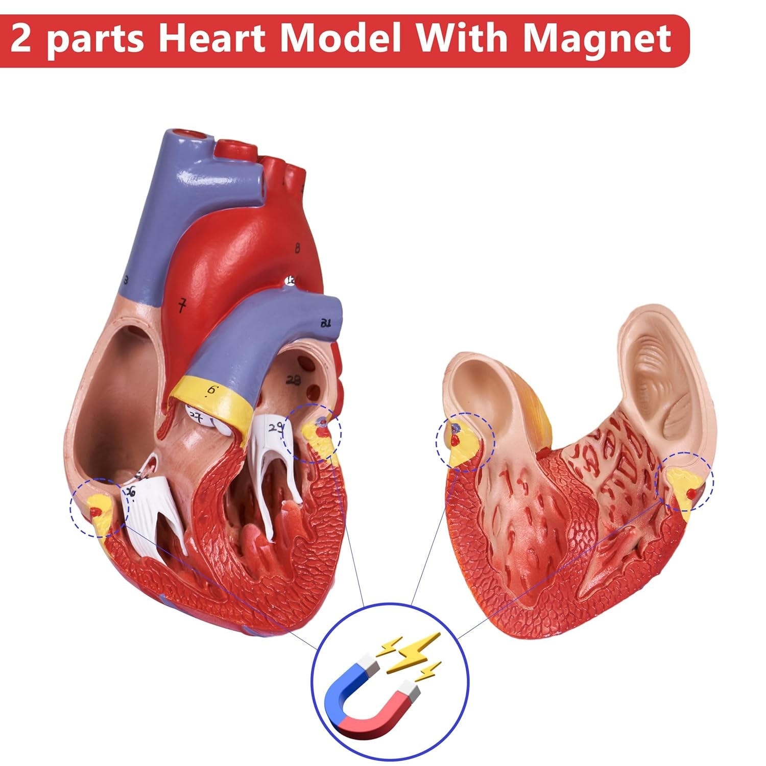 breesky Scientific Human Heart Model 2-Part Life Size Replica…