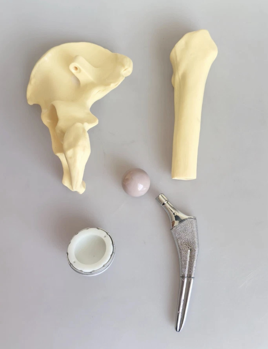 Artificial Shoulder Replacement Anatomical Model Knee Shoulder Elbow Joint Model