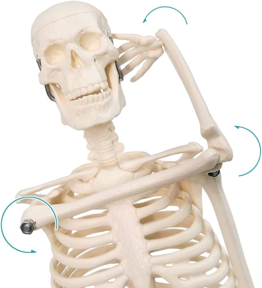 17.7“ Human Skeleton Model for Anatomy,Movable Arms Legs Bones Structures,Who…