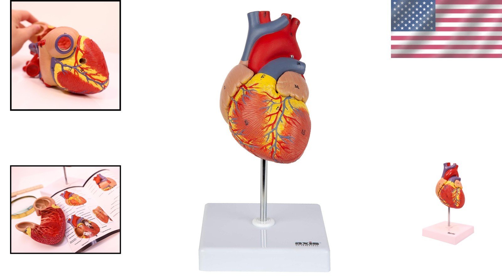 Professional Medical Heart Model with Study Guide