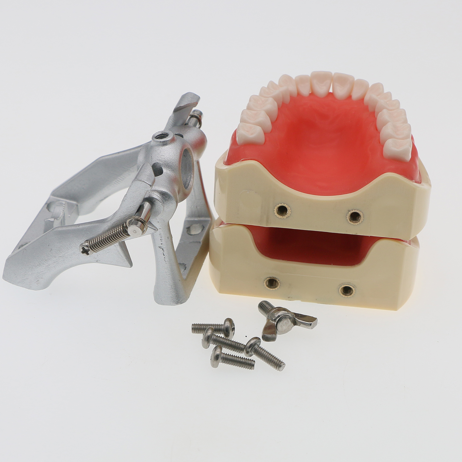 US Dental Typodont Model With Removable Teeth fit Kilgore NISSIN 200 Type M8012