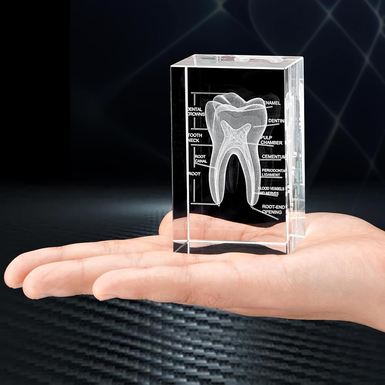 3D Crystal Human Tooth Model Black Gift Packaging for Home and Office Decoration