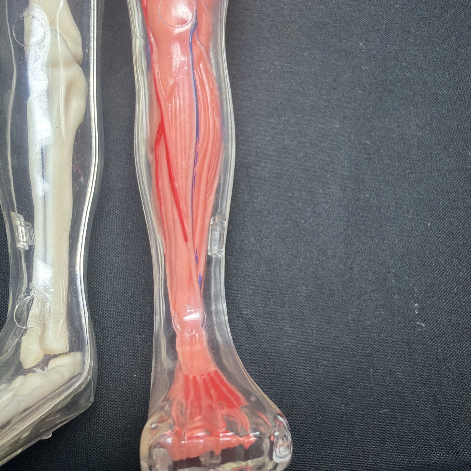 Vintage Human Body Model Anatomy Heart Brain Skeleton Muscles Lungs Student 13″
